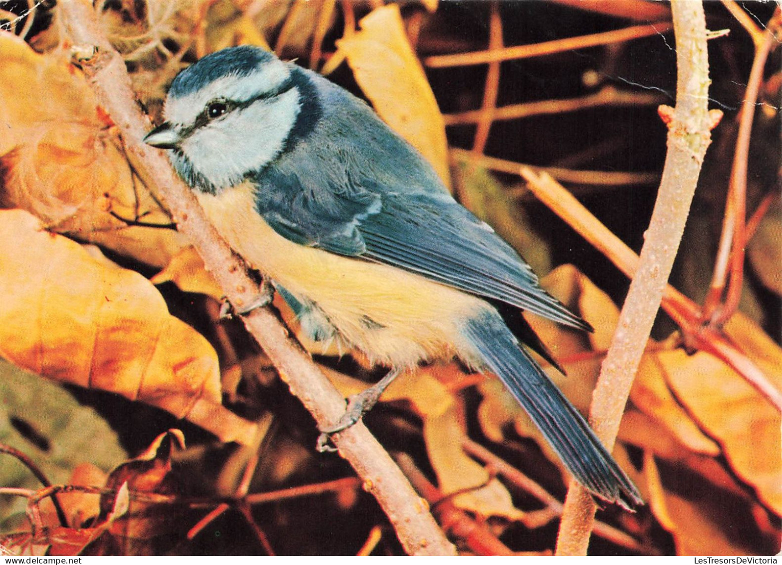 ANIMAUX ET FAUNE - Mésange Bleue  - Colorisé - Carte Postale - Birds