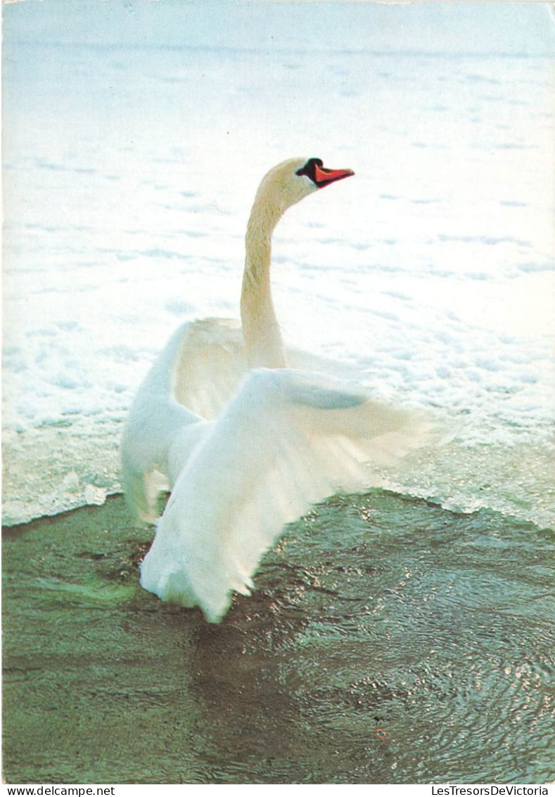 ANIMAUX ET FAUNE - Une Cygne Au Bord De L'eau - Colorisé - Carte Postale - Birds