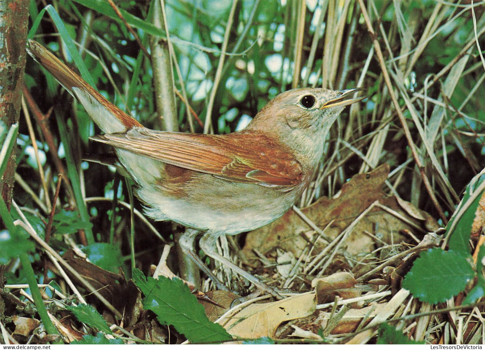 ANIMAUX ET FAUNE - Rossignol - Colorisé - Carte Postale - Birds