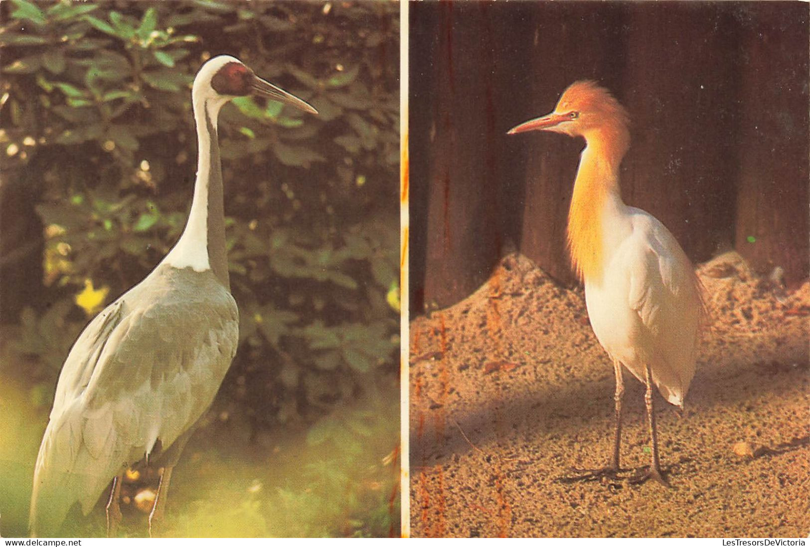 ANIMAUX ET FAUNE - Kuhreihr R. - WeiBnackenkranich I.- Colorisé - Carte Postale - Birds