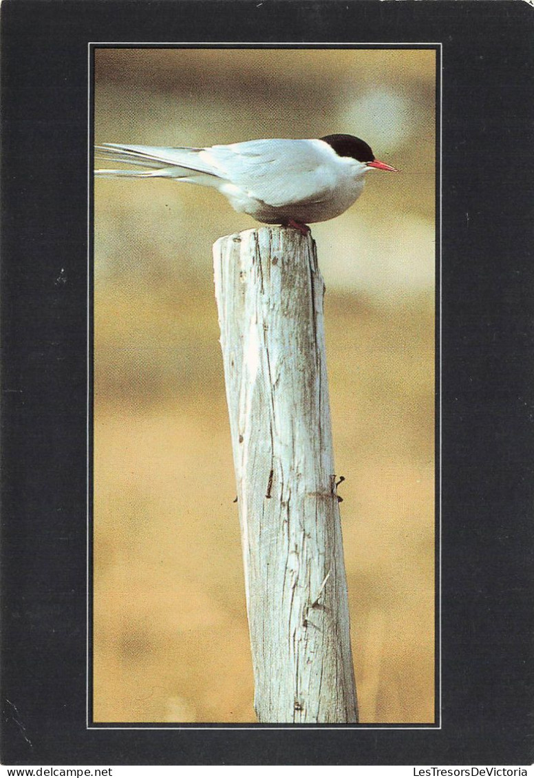 ANIMAUX ET FAUNE - Un Oiseau Migrateur - Colorisé - Carte Postale - Vögel