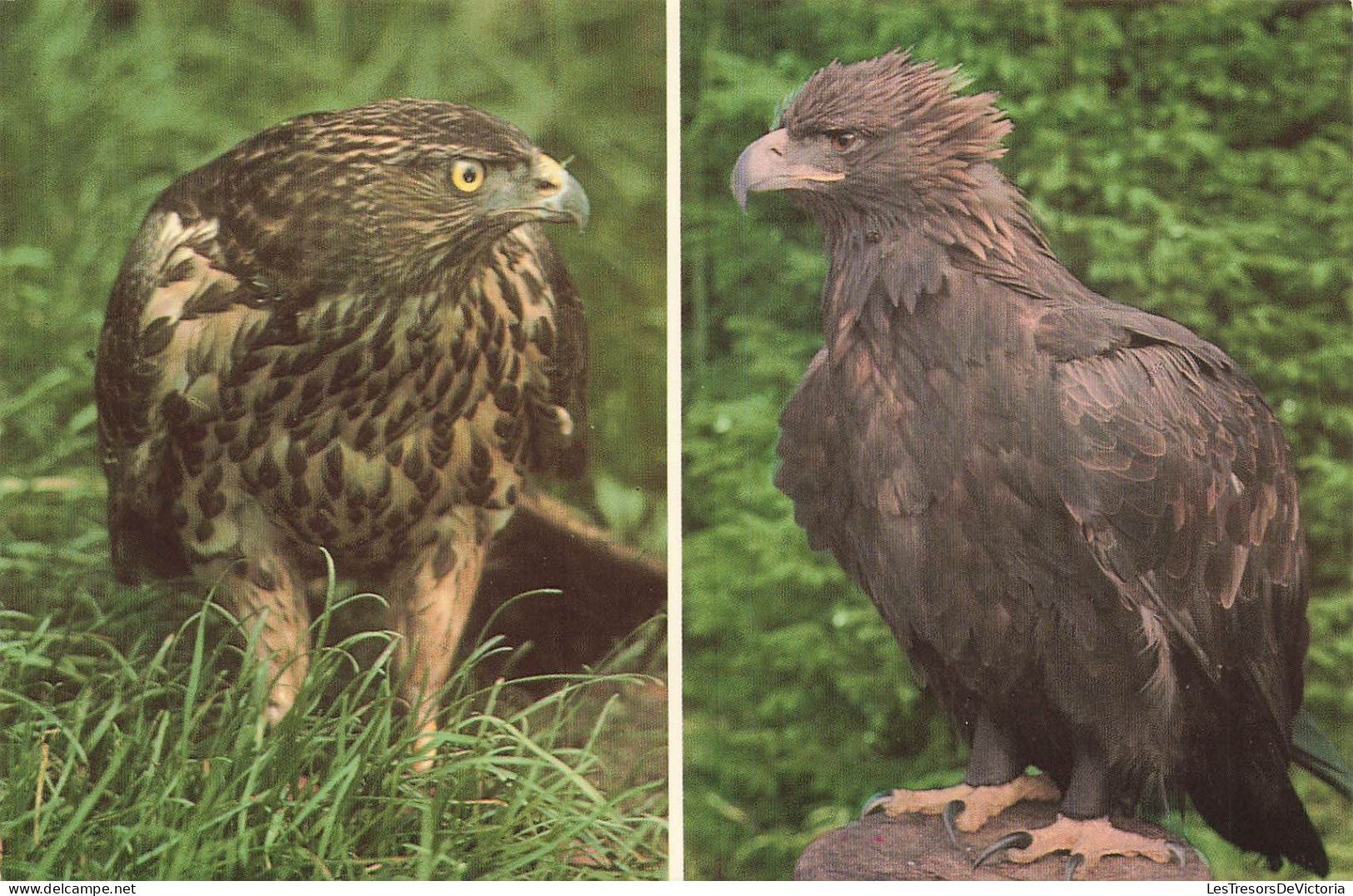 ANIMAUX ET FAUNE - Kaiseradler R. - Habicht L. - Colorisé - Carte Postale - Birds