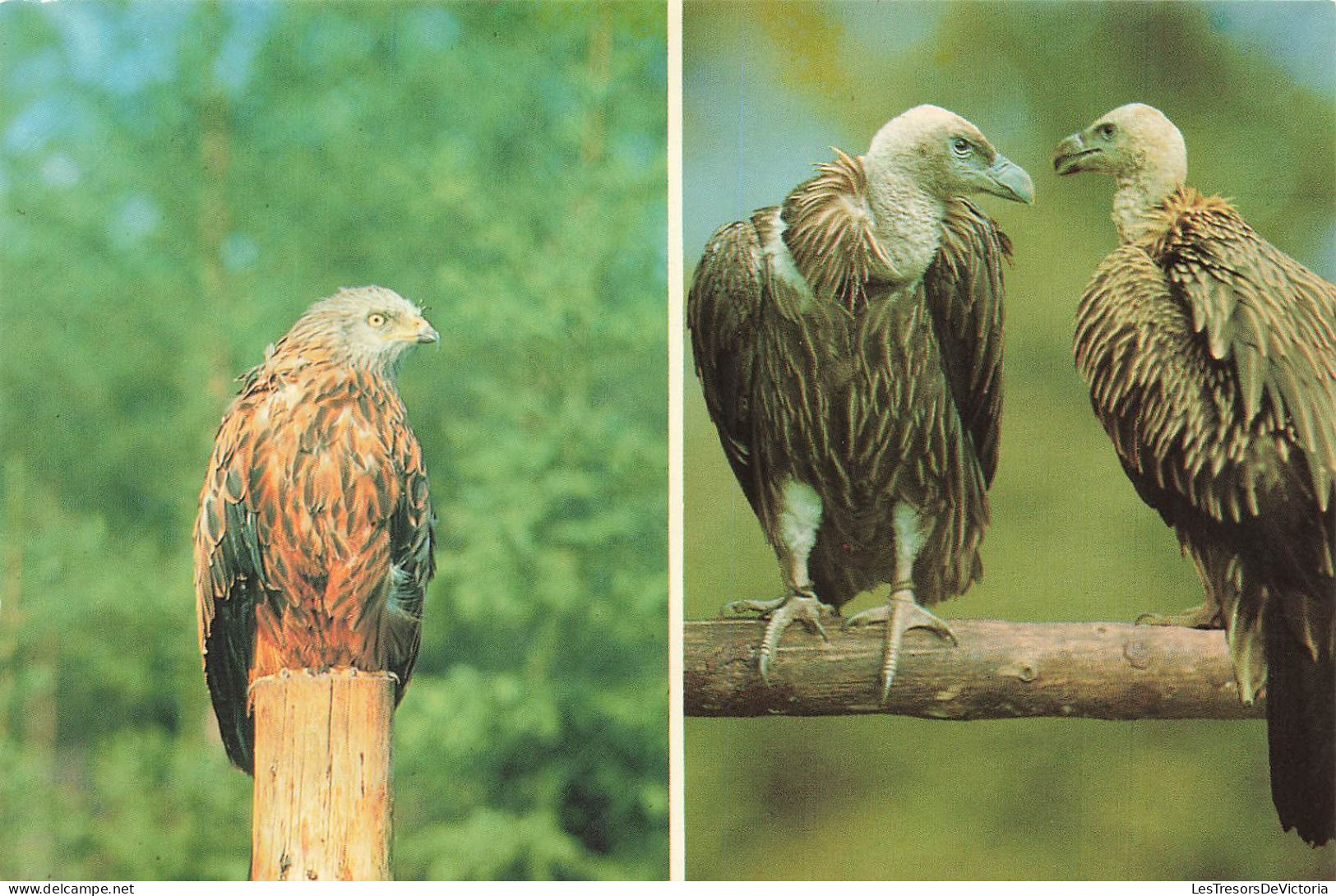 ANIMAUX ET FAUNE - Gänsegeier R. Rotmilan L.- Colorisé - Carte Postale - Birds