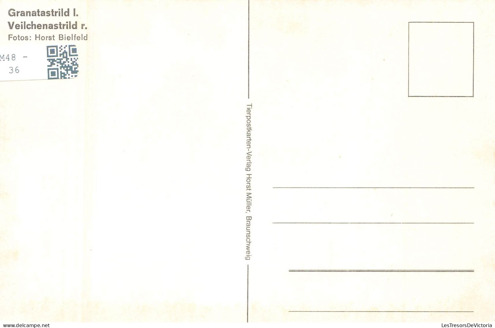ANIMAUX ET FAUNE - Granatasrild L. Veilchenatsrild R. - Colorisé - Carte Postale - Vögel