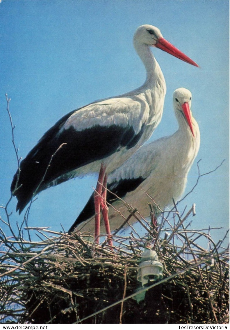 ANIMAUX ET FAUNE - Cicognes - Colorisé - Carte Postale - Vögel