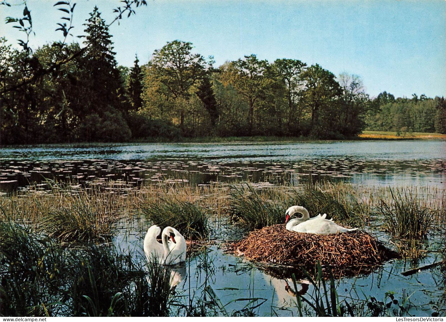 ANIMAUX ET FAUNE - Cygne Muet - Colorisé - Carte Postale - Birds