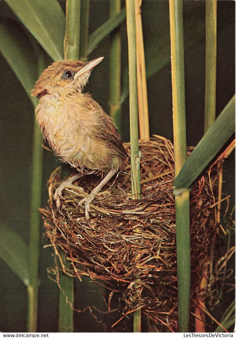 ANIMAUX ET FAUNE - Jeune Rousserole Effarvatte - Colorisé - Carte Postale - Birds