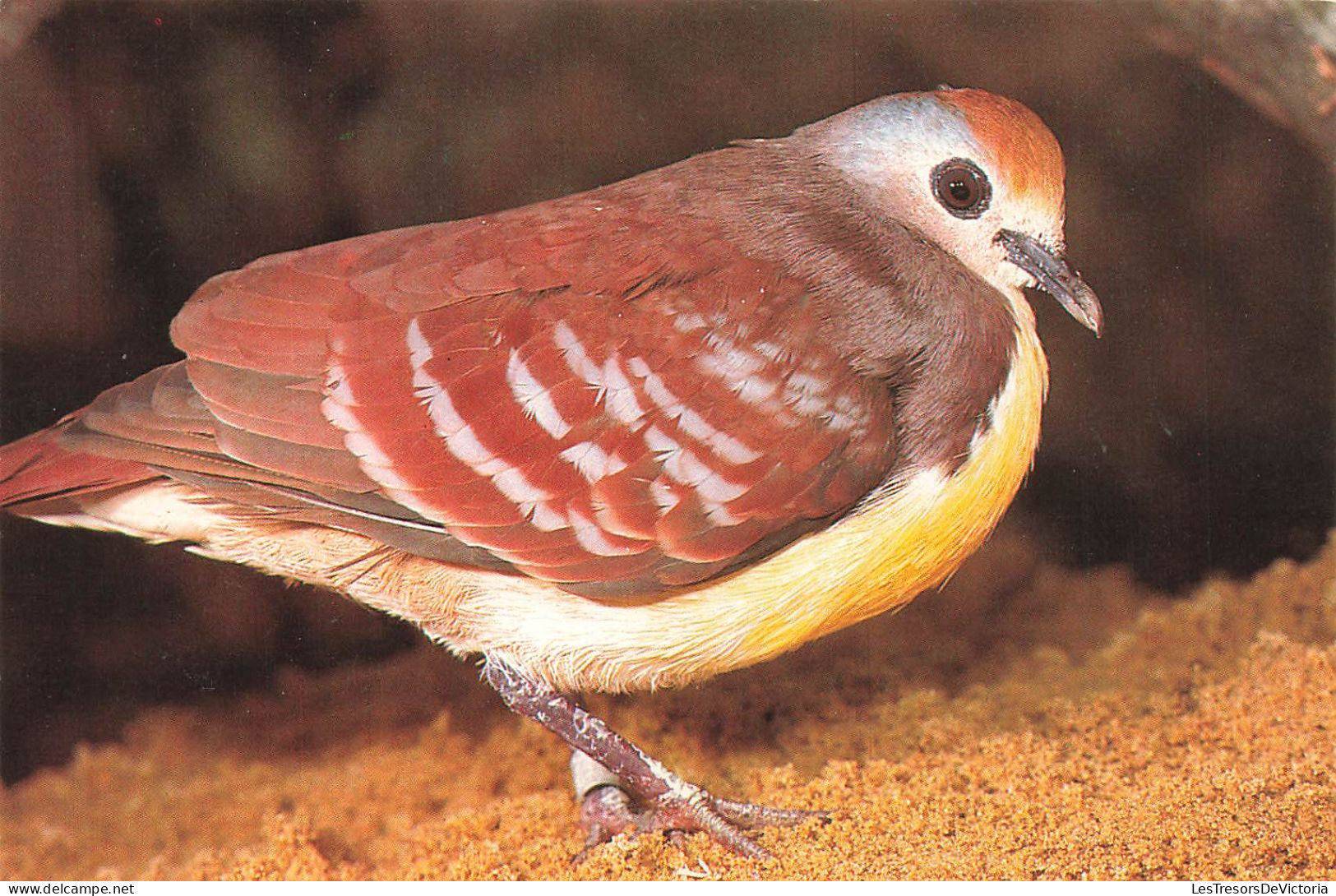 ANIMAUX ET FAUNE - Gelbbrust Erdtaube - Colorisé - Carte Postale - Uccelli