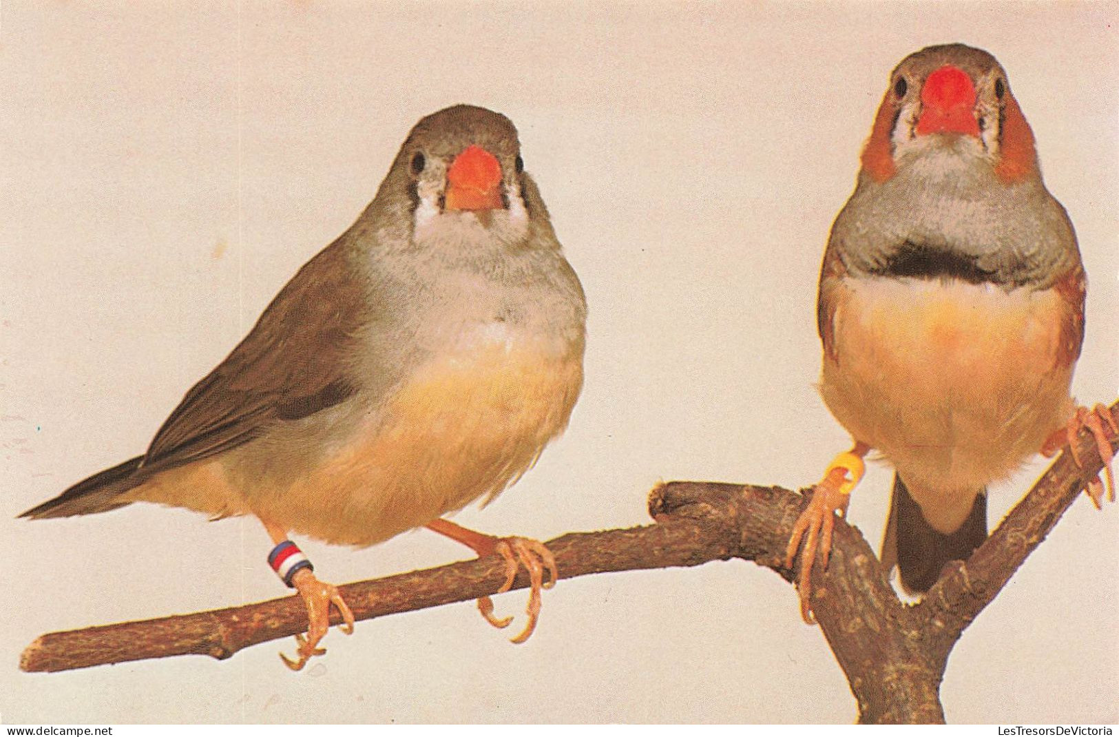 ANIMAUX ET FAUNE - Timor Zebrafinken - Colorisé - Carte Postale - Vögel