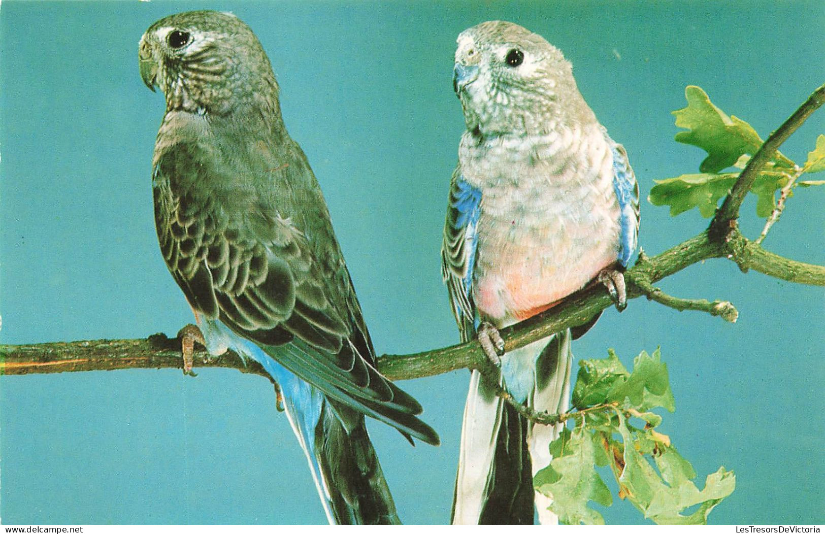 ANIMAUX ET FAUNE - Bourksittich - Colorisé - Carte Postale - Birds