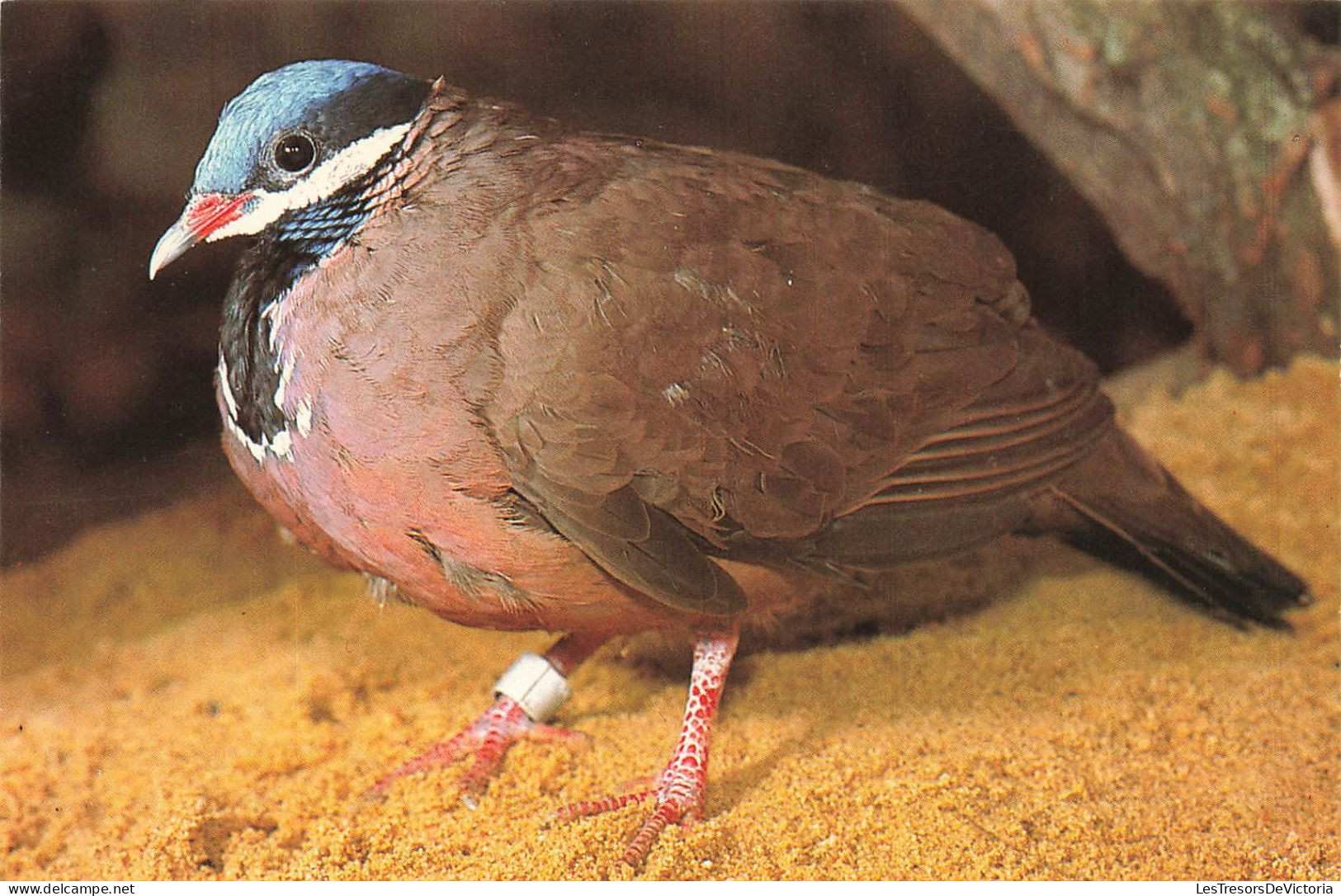 ANIMAUX ET FAUNE - Kuba Blaukopferdtaube - Colorisé - Carte Postale - Vögel