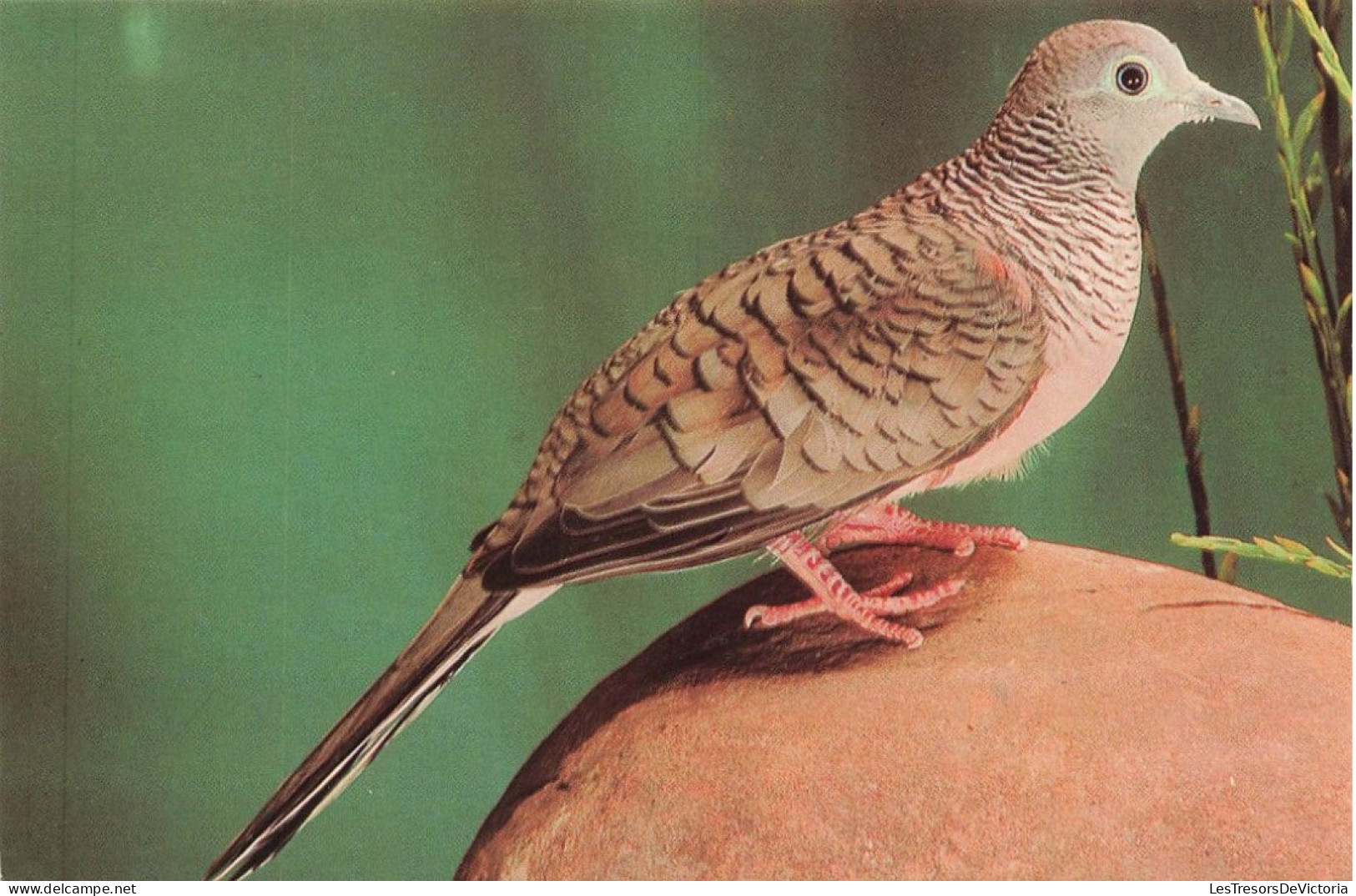 ANIMAUX ET FAUNE - Zebrataübchen - Colorisé - Carte Postale - Birds