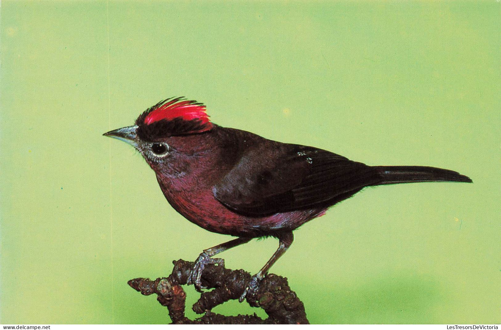 ANIMAUX ET FAUNE - Roter Kronfink - Colorisé - Carte Postale - Vögel