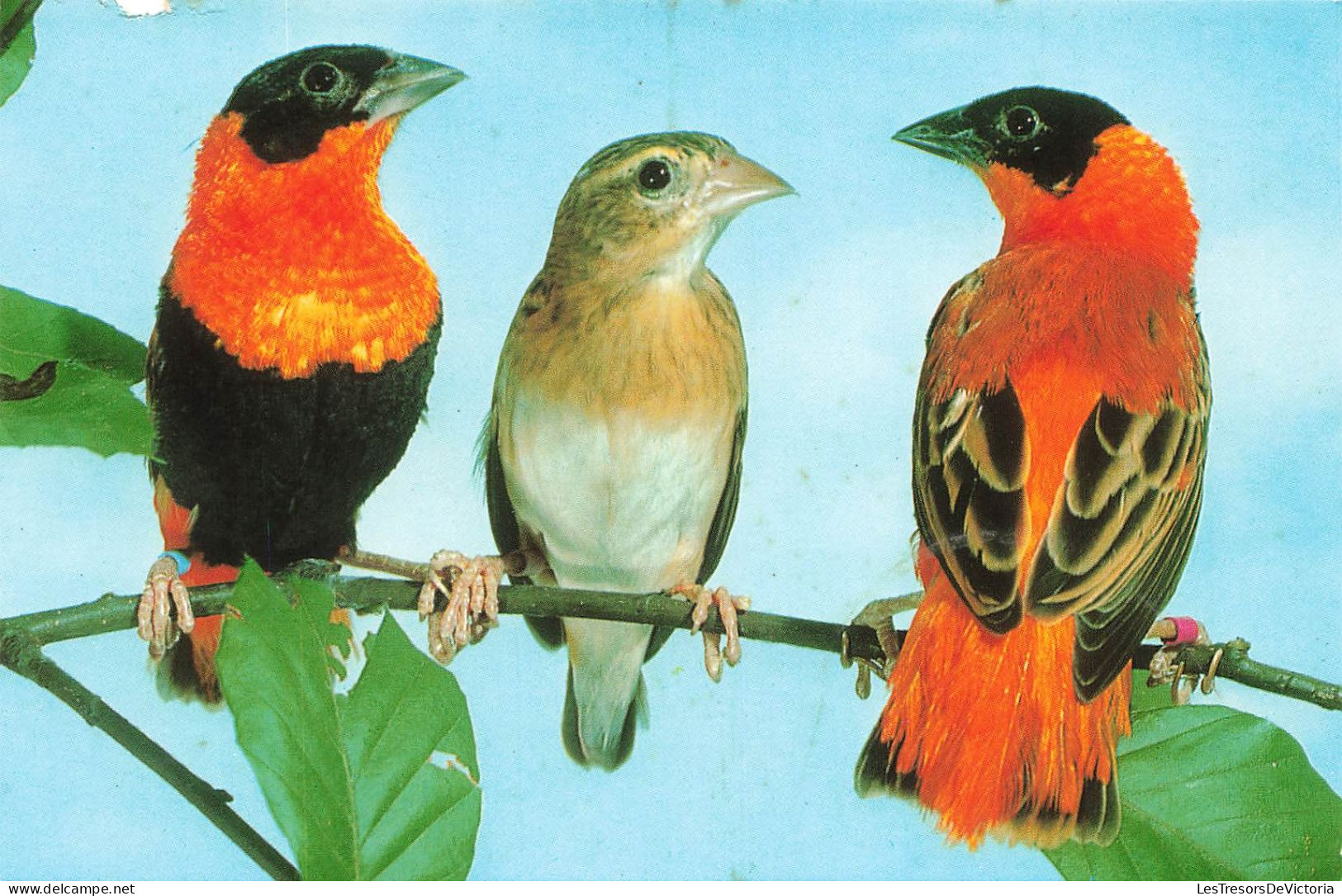 ANIMAUX ET FAUNE - Oryxweber - Colorisé - Carte Postale - Vögel