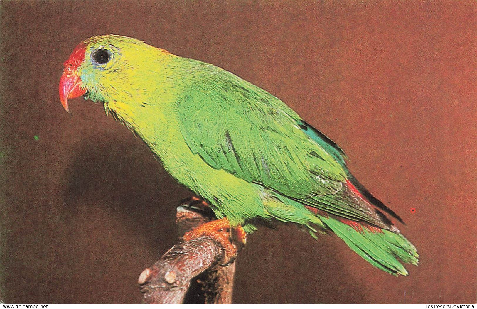 ANIMAUX ET FAUNE - Coryllis Des Philippines - Colorisé - Carte Postale - Vögel