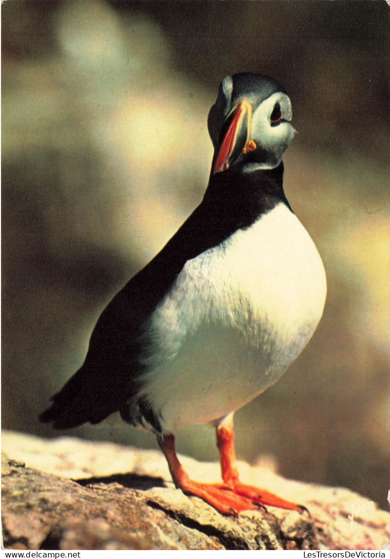 ANIMAUX ET FAUNE - Oiseaux De Mer - Macareux Moine - Colorisé - Carte Postale - Birds