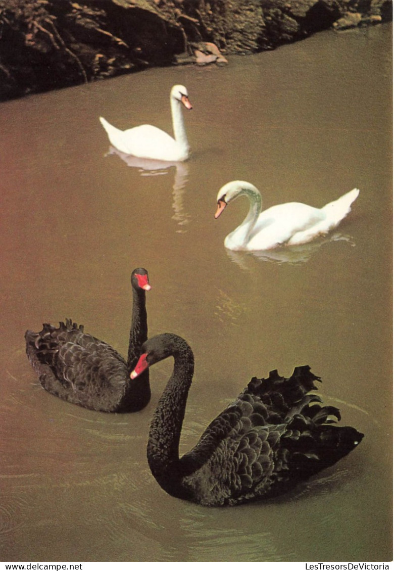 ANIMAUX ET FAUNE - Schwarzer Schwan Und Höckerschwan - Colorisé - Carte Postale - Birds