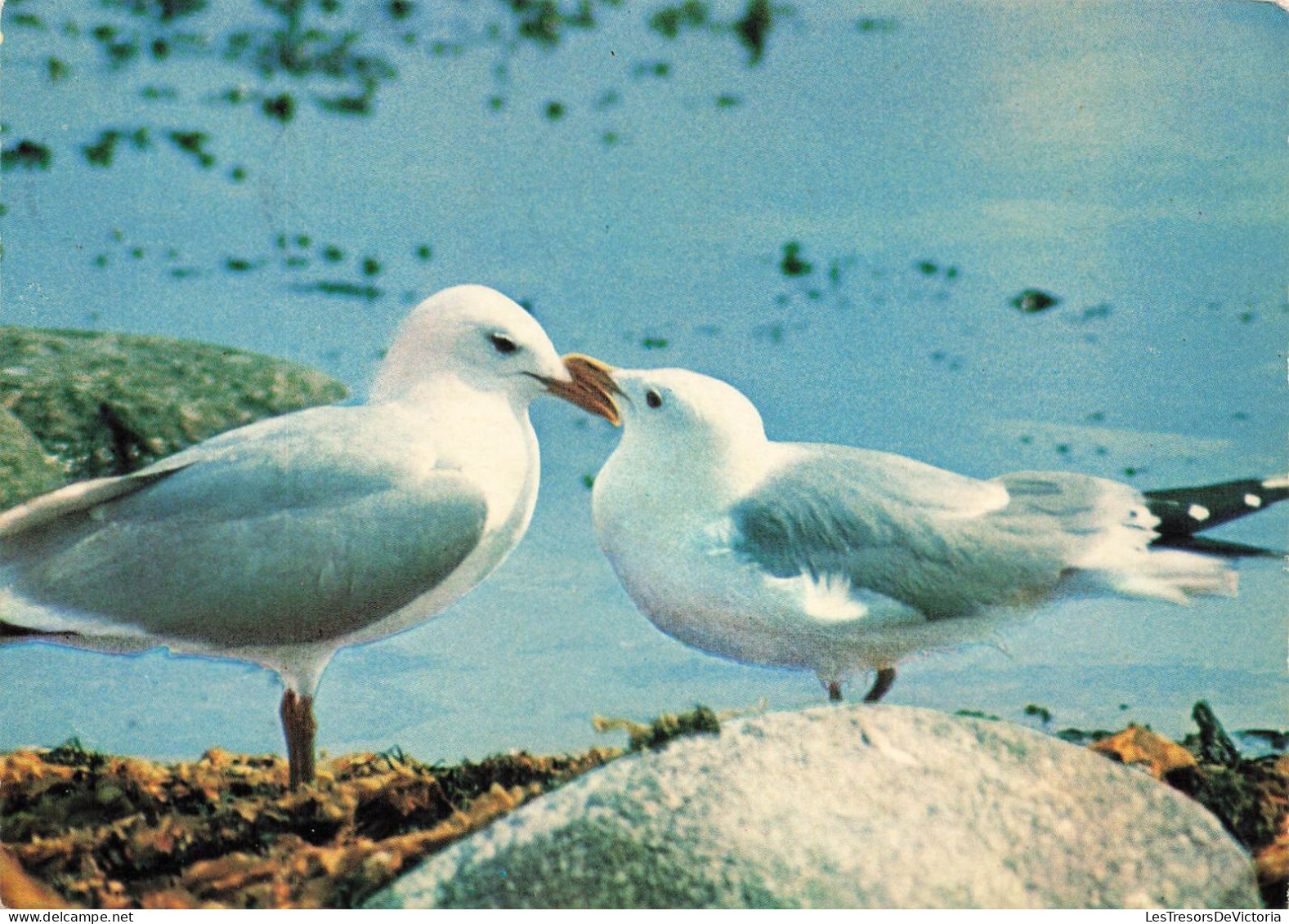 ANIMAUX ET FAUNE - Goéland Argenté - Colorisé - Carte Postale - Birds