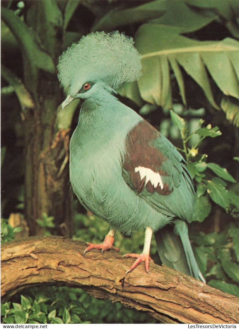 ANIMAUX ET FAUNE - Blauschopf - Krontaube - Colorisé - Carte Postale - Birds