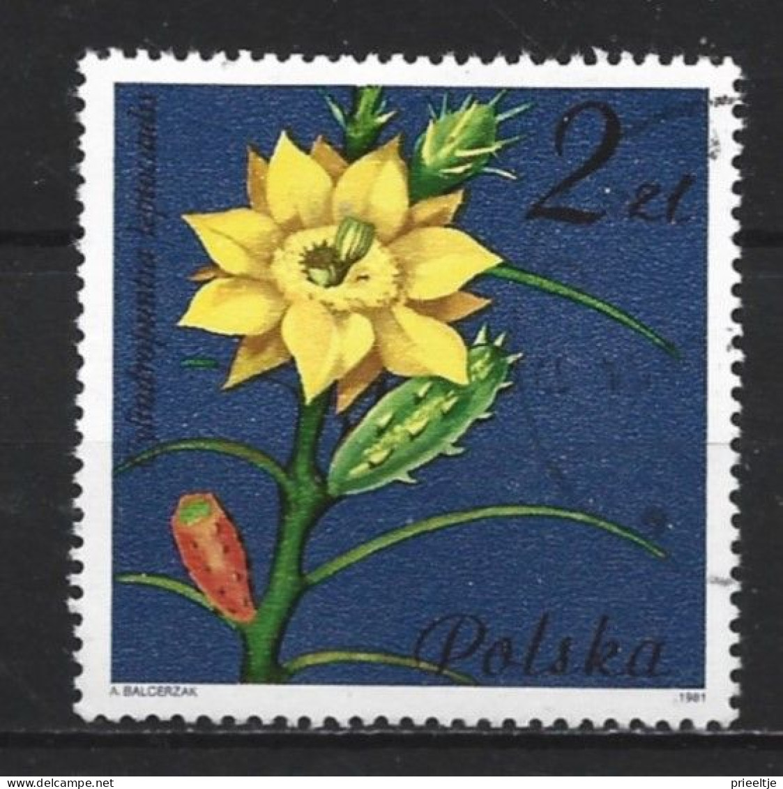 Poland 1981 Flowers Y.T. 2601 (0) - Used Stamps