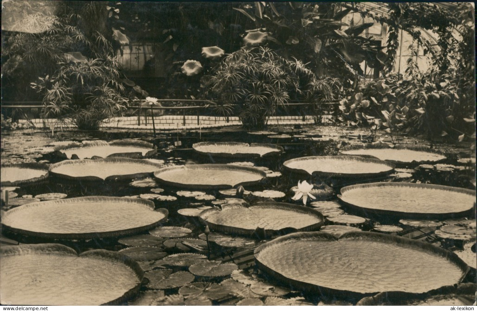 Ansichtskarte Dahlem-Berlin Botanischer Garten Victoria Regia Lindl 1932 - Dahlem