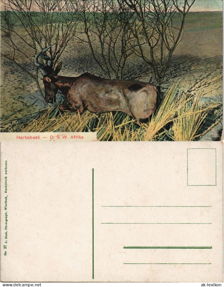 Postcard .Namibia Deutsch-Südwestafrika DSWA Hartebest Kolonie 1909 - Namibie