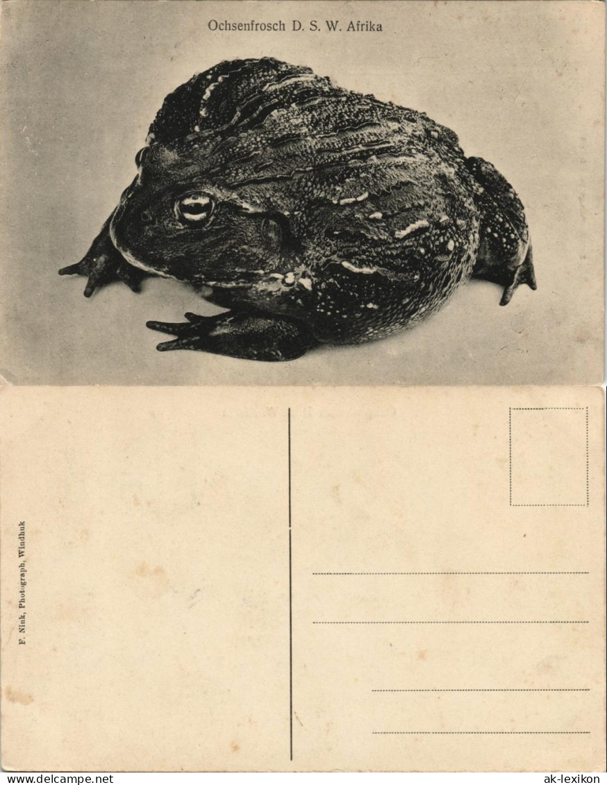 Postcard .Namibia Deutsch-Südwestafrika DSWA Ochsenfrosch Kolonie 1909 - Namibië