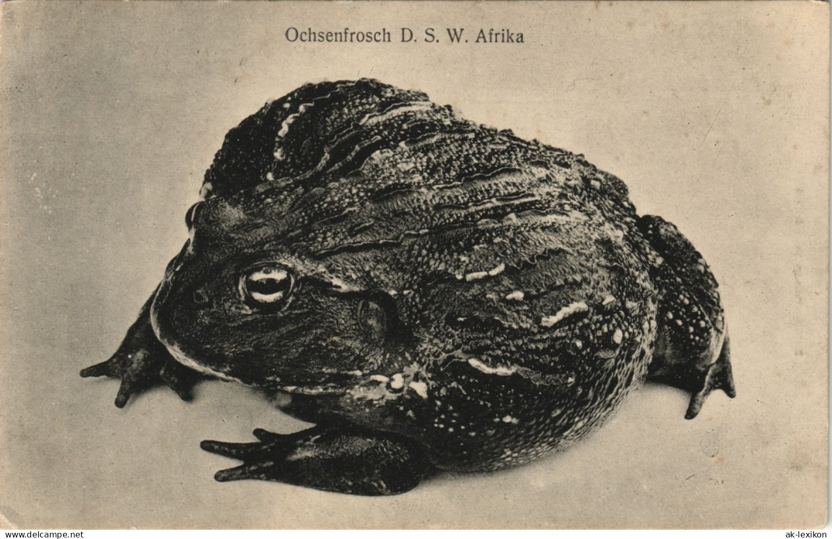 Postcard .Namibia Deutsch-Südwestafrika DSWA Ochsenfrosch Kolonie 1909 - Namibie