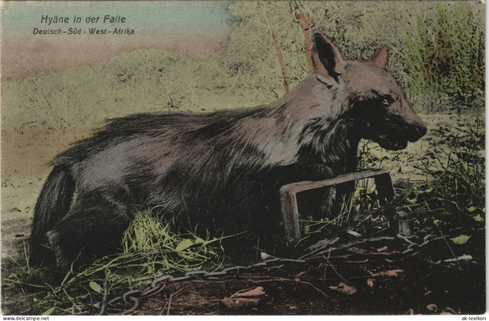 Postcard .Namibia Deutsch-Südwestafrika DSWA Kolonie Hyäne 1909 - Namibia