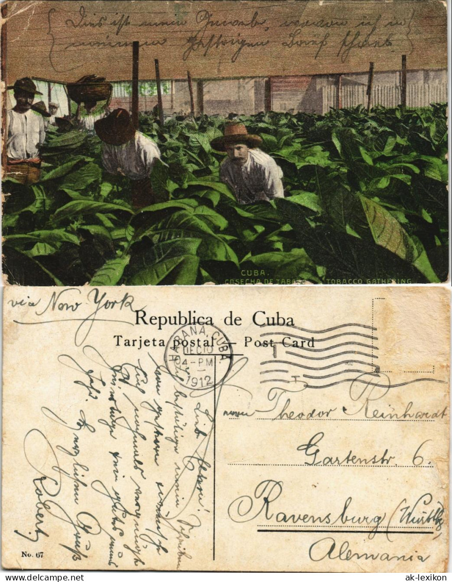 Postcard Kuba Allgemein Cuba Cosecha De Tabac Tabacco Gathering 1912 - Cuba