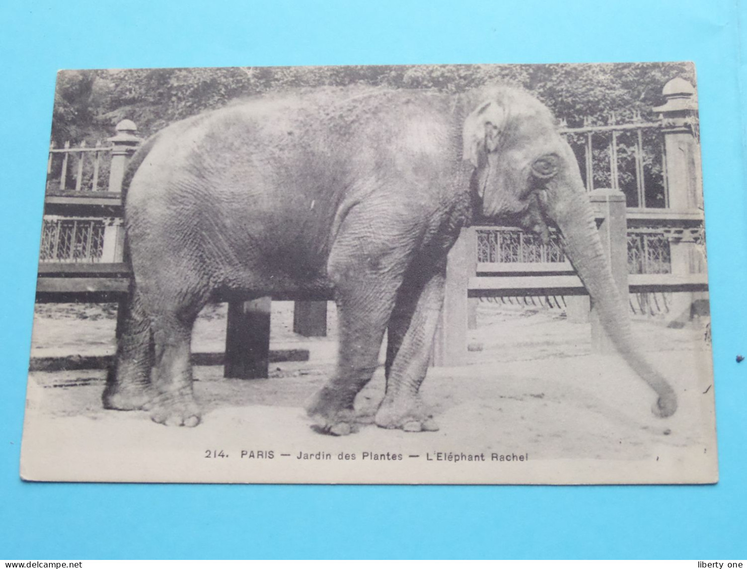 L' ELEPHANT RACHEL > Jardin Des Plantes à PARIS ( Edit. 214 ) Anno 19?? ( Voir SCANS ) ! - Éléphants