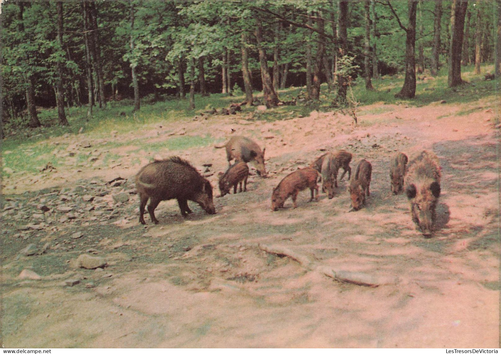 ANIMAUX & FAUNE - Cochons - Ardennes Belges - Les Sangliers - En Train De Manger - Carte Postale Ancienne - Pigs