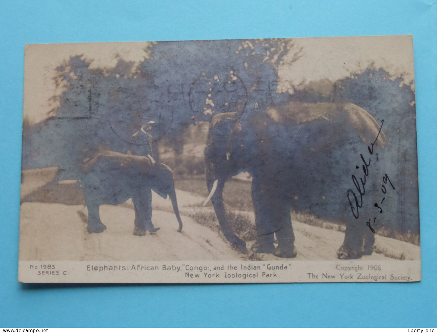 Elephants African Baby " CONGO & GUNDA  ( New York ZOO N° 1983 Serie C ) Anno 1909 N.Y. To Jambes (B) ( Voir SCANS ) ! - Éléphants