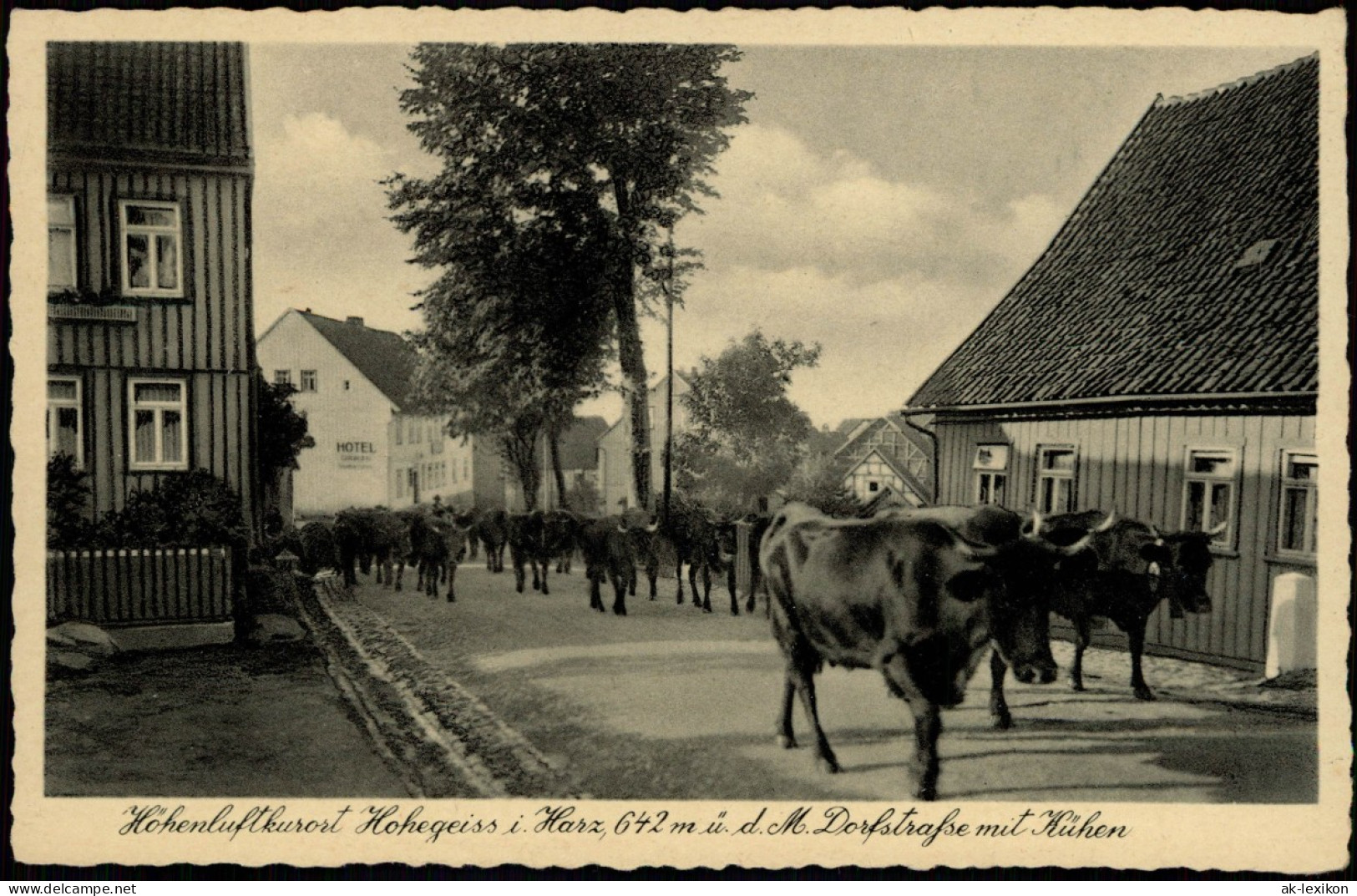 Ansichtskarte Hohegeiß-Braunlage Dorfstrasse Mit Kühen 1940 - Braunlage