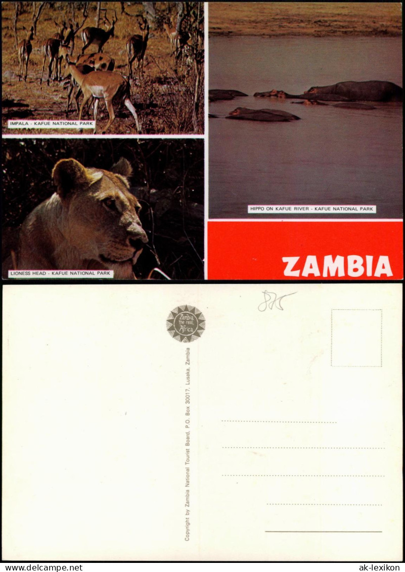 Sambia Zambia IMPALA KAFUE NATIONAL PARK 3 Bild Tiere Africa 1988 - Sambia