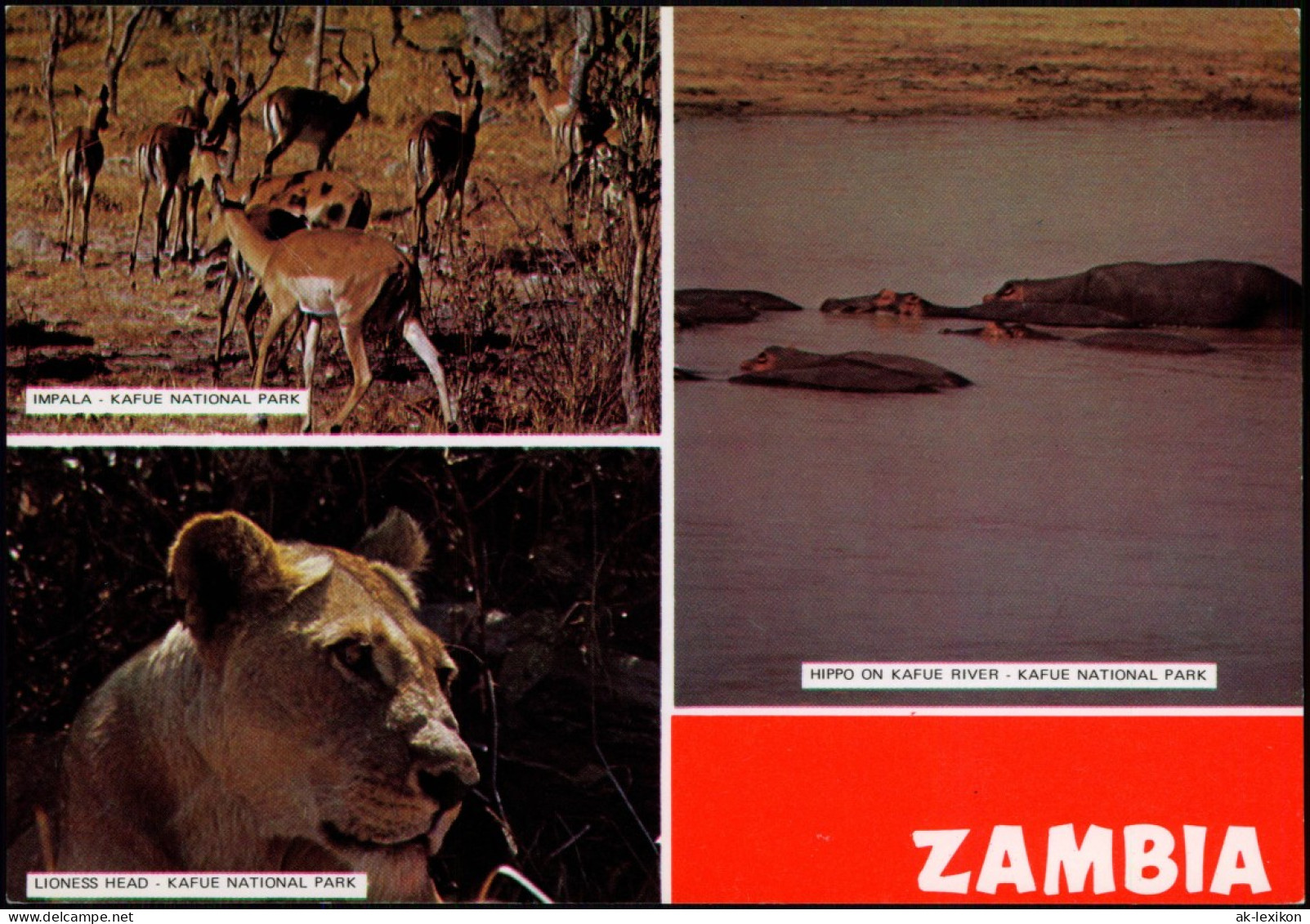 Sambia Zambia IMPALA KAFUE NATIONAL PARK 3 Bild Tiere Africa 1988 - Sambia