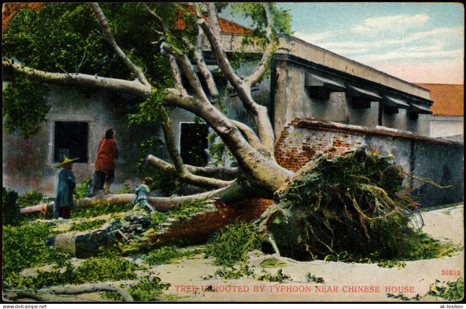 Postcard Hongkong TREE UNROOTED BY TYPHOON NEAR CHINESE HOUSE 1910 - China (Hong Kong)