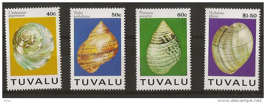 TUVALU Shells - Coquillages