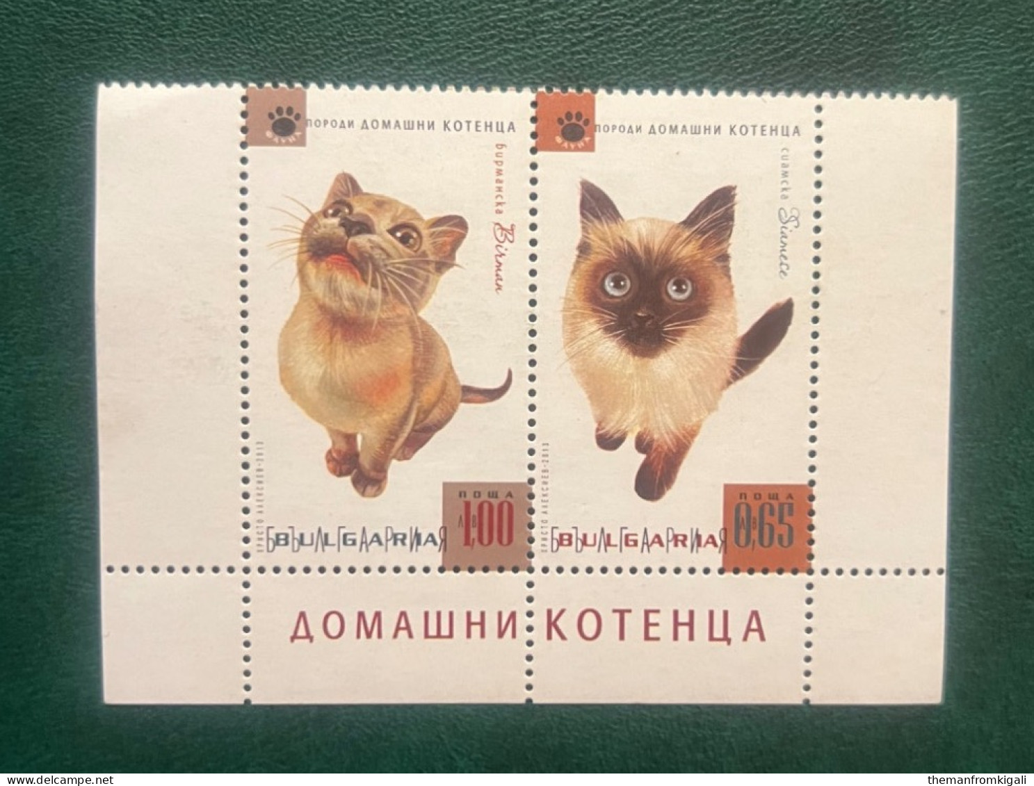 Bulgaria 2013 - Fauna - Kitten Breeds. - Altri & Non Classificati