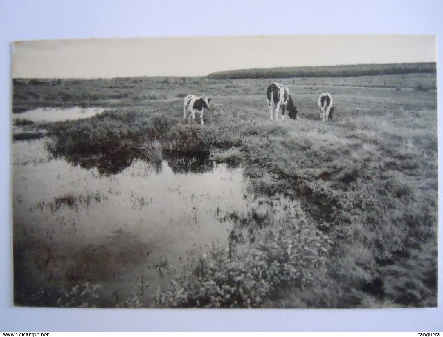 Zonhoven - Heide En Bossen - Koe  Vache - Boorden Zijn Bijgeknipt 13,5 X 8,5 Cm - Zonhoven