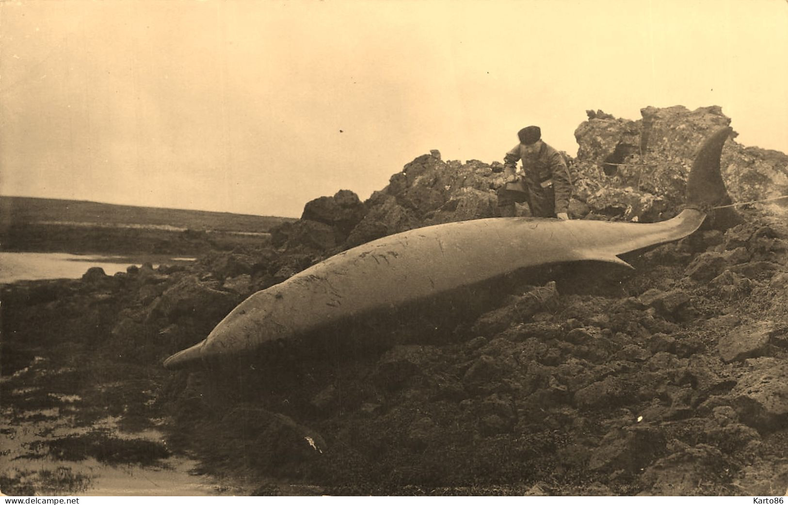 Island * Carte Photo * Baleine Estrugeon échoué Sur La Côte , Islande - Islande