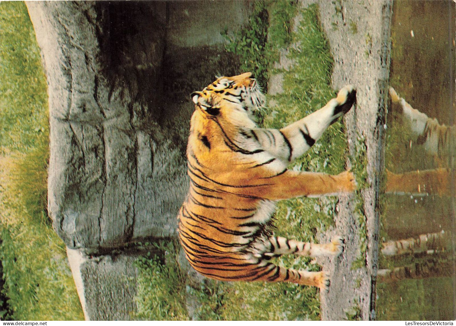 ANIMAUX & FAUNE - Tigres - Un Triste En Train De Se Promener Près D'un Source D'eau - Carte Postale Ancienne - Tiger