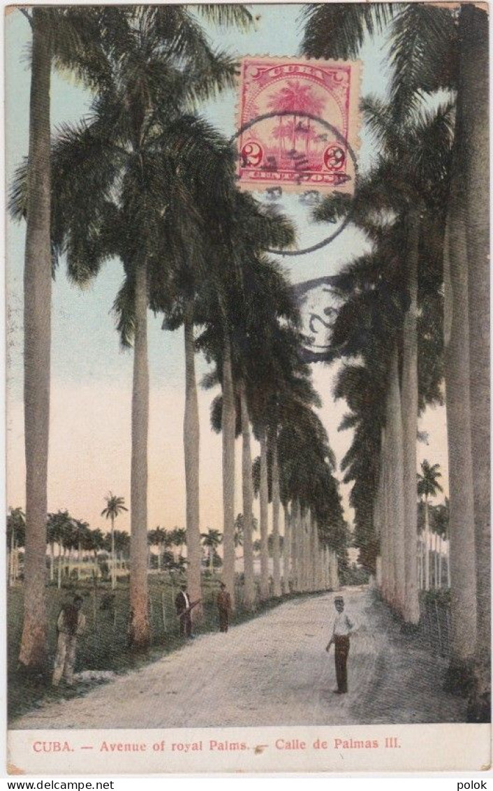 Bu – Cpa CUBA – Avenue Of Royal Palms – Calle De Palmas III - Cuba