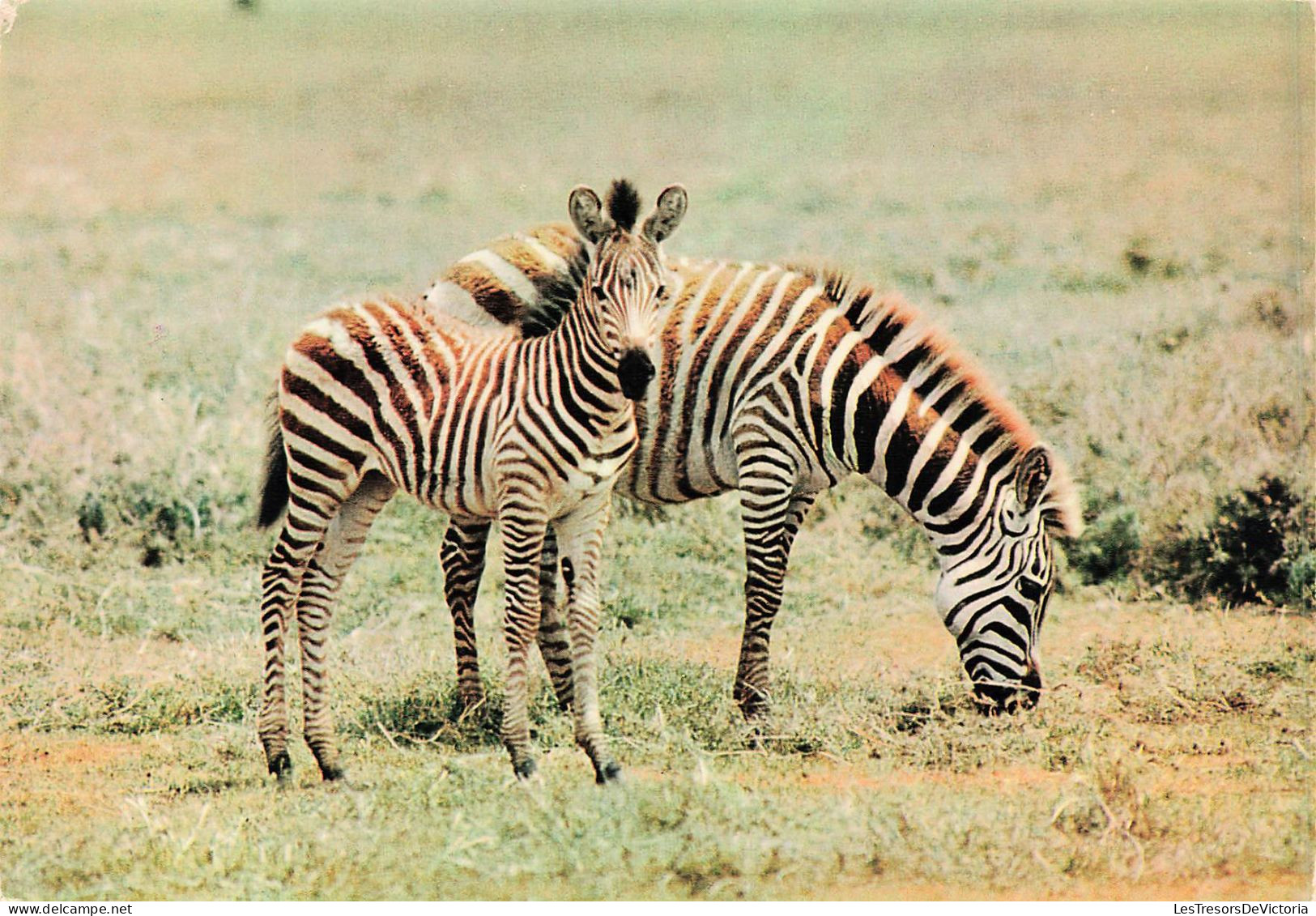 ANIMAUX & FAUNE - Zèbres - Faune Africaine - Zèbres - Deux Zèbres Dans La Nature - Carte Postale Ancienne - Cebras