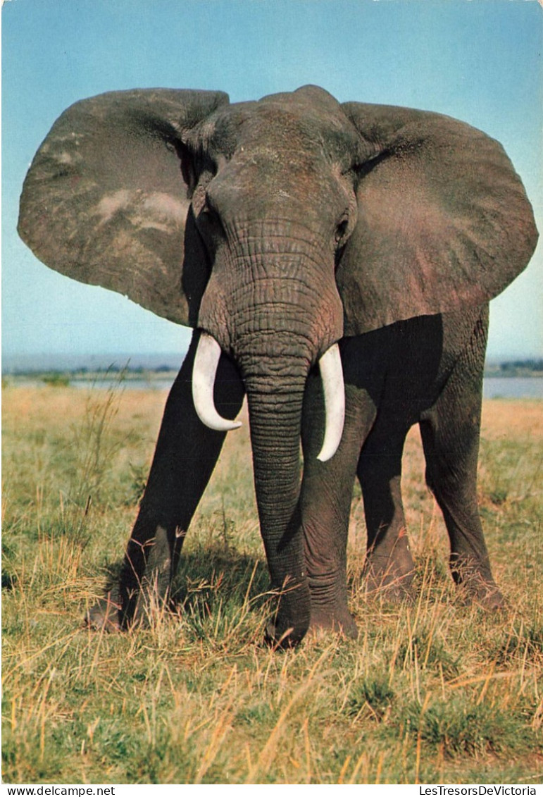 ANIMAUX & FAUNE - éléphants - Faune Africaine - éléphant - African Fauna - Elephant - Carte Postale Ancienne - Elefantes