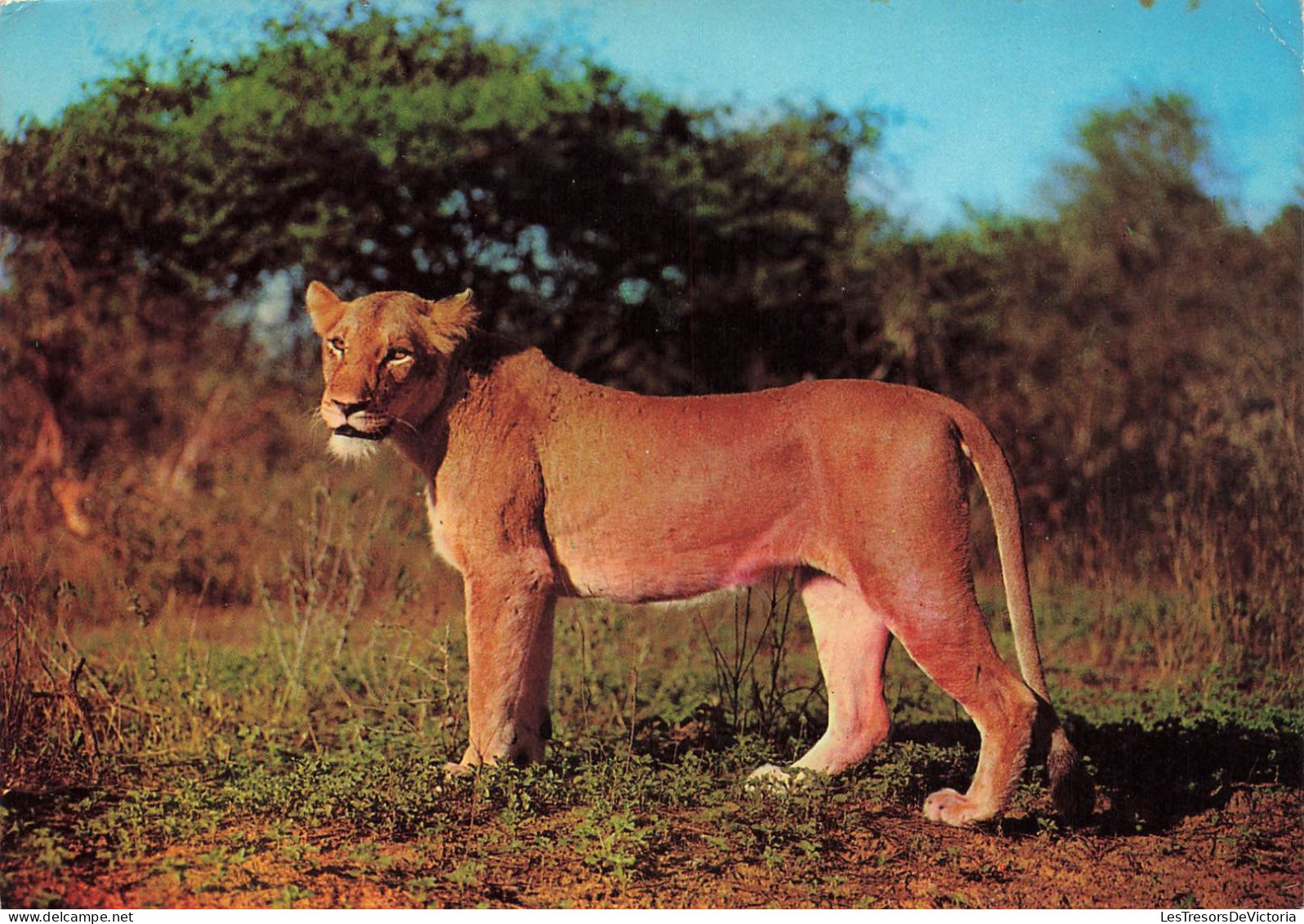 ANIMAUX & FAUNE - Lions - Une Lionne Dans La Savane - Sauvage - Carte Postale Ancienne - Leoni