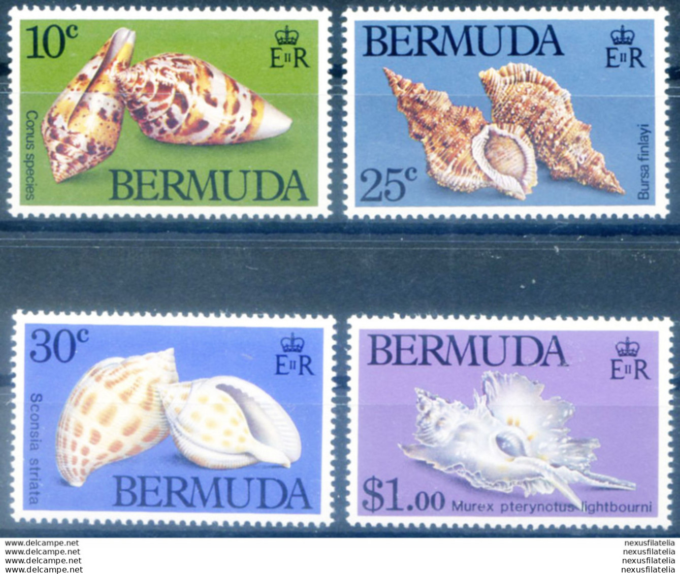 Conchiglie 1982. - Bermuda