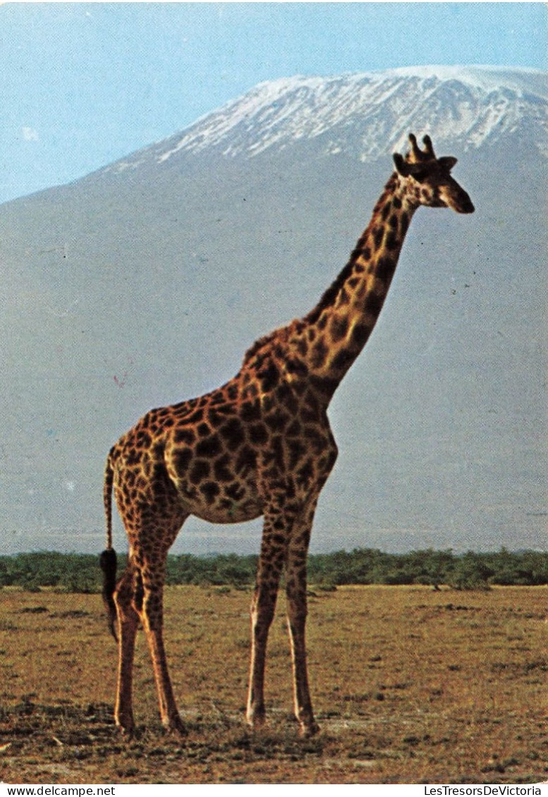 ANIMAUX & FAUNE - Girafes -Giraffe And Kilmanjaro - Une Giraffe Dans La Nature - Carte Postale Ancienne - Giraffen