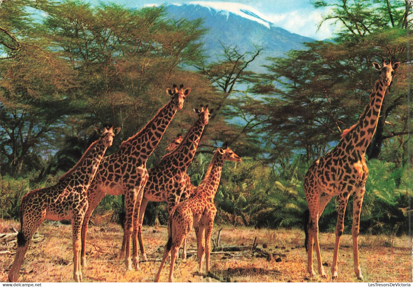 ANIMAUX & FAUNE - Girafes - African Wild - Girafe - Cinq Girafes Dans La Nature - Carte Postale Ancienne - Giraffes