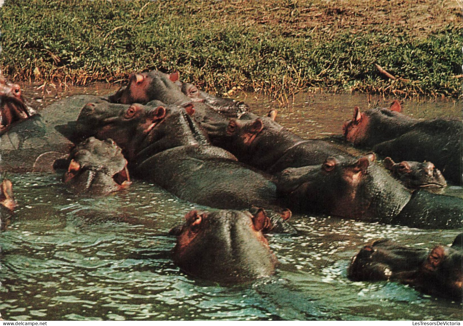 ANIMAUX & FAUNE - Hippopotames - African Wildlife - Hippotoamuses - Hippopotames Dans L'eau - Carte Postale Ancienne - Hippopotames